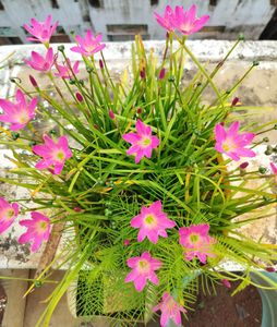 3 Colour Rain Lily&#39;s 45/-