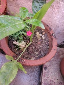 Cypress Vine/ Ganesh Vel Seeds