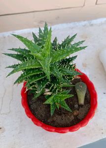 SUCCULENT PLANT WITHOUT POT