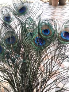 Natural Peacock Feather(15 Feathers)