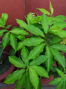 Insulin Plant Shoots