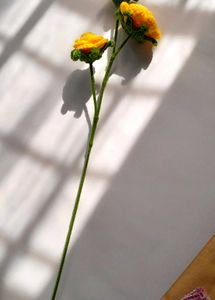 Yellow Rose Crochet (valentines Day)