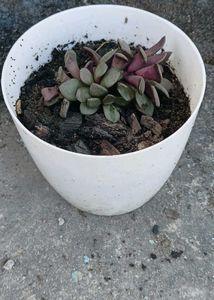 Succulent
