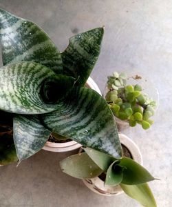 Combo Of Succulent