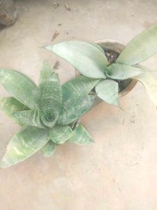 Combo Of 2 Snake Plant Moon Shine Nd Bird Next