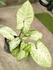 Air Purifying Mix Combo
