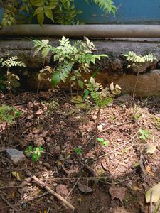 2 Curry Leaf Plants Small