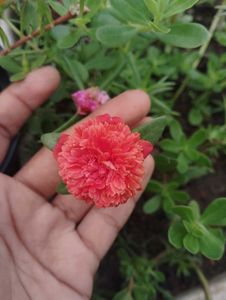 Combo Of 15 Colours Mixed Portulaca Plant
