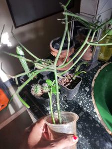 Small Barrel Cactus