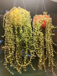 Pretty Entangled Heart 15 Cuttings. Real plant