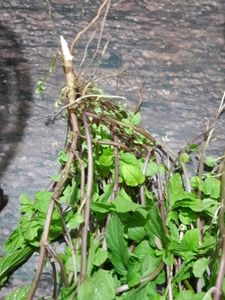 MINT LEAVES
