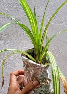Pack 2 Turtle Vine &amp; Pandanus veitchii Plant 🌵