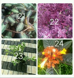 You Can Select 10 Live Root Plants