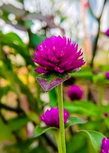 Amrnathus/ Gomphrena Seeds