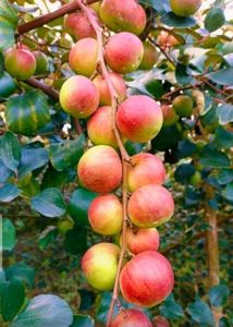 Apple Red Ber Hybrid