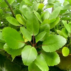 Patharchatta plant, Kidney Stone Plant