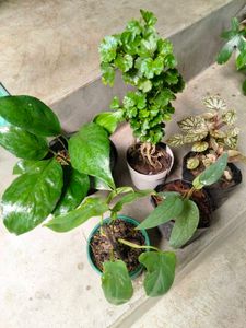Assorted Indoor And Bonsai Plant.