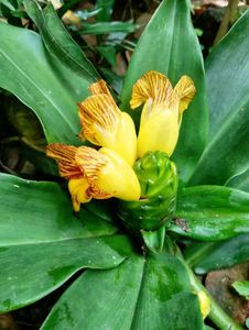 Insulin Plant - Remedy For Blood Sugar