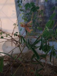 Don't Touch Me Plant 1000 Seed