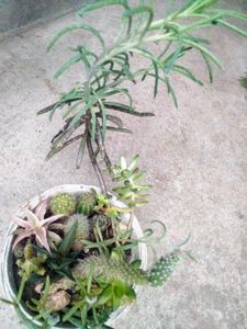 Assorted Secculents And Cactus