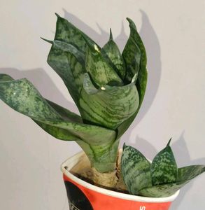 Lotus Snake Plants Pack Of Two