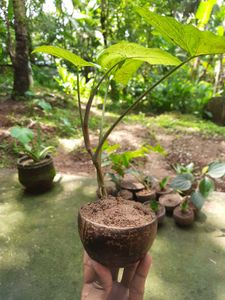 Arrowhead Plant