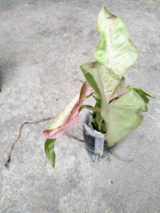 Air Purifying Mix Plants