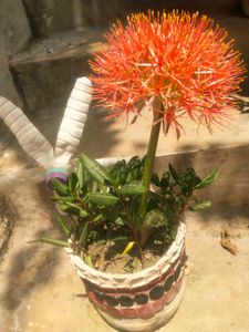Foot Ball Lilly Flower Plant With Root