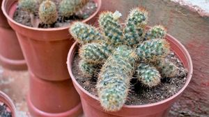 Cactus Mini 5 Plants