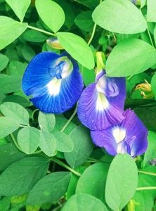 Blue🔷 Aparajita Flower Seeds
