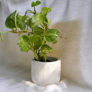 Concrete Pot With Plant