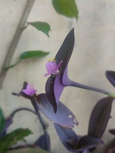 Purple Heart Plant
