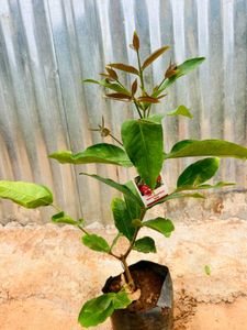 Red Water Apple (Jamrul) Live Plant