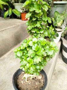 Ficus N Aralia Bonsai Combo Offer