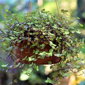 Callisia Repens / Creeping Inchplant / Turtle Vine