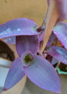 Purple Heart Plant