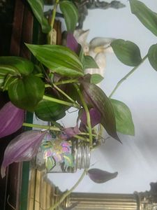 Wandering Jew Plant in Painted Jar