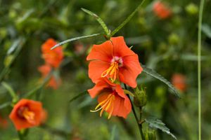 Gul Dopahri / Diya Bati Flower / Moss Rose Seeds