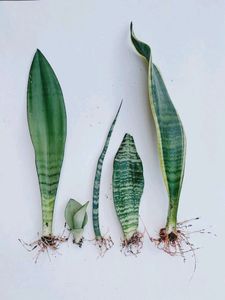 5 Plants Combo 3 Money Plant And 5 Beautiful Flowers 🌹 ,2 Snake Plant,2 Purple Heart Plant,And1 Alove Vera Cuttings