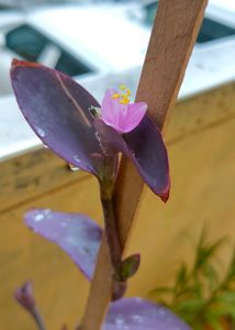 Purple Heart Plant