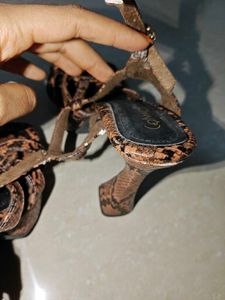 Snakeskin Print brown catwalk Heels
