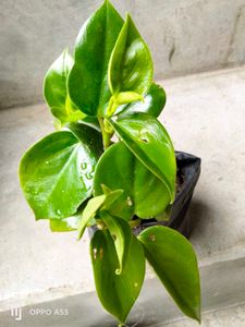 Assorted Houseplant Bundle