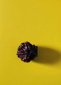 Original 5 Mukhi Nepali Rudraksha
