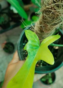 Florida Beauty Variegated Including Shipping