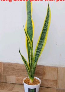 Combo Of 2 With Pot