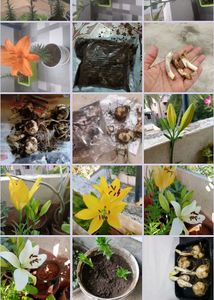 Aciatic lily 5 Plants