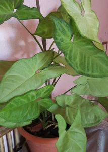 Arrow Head Plant