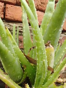 Aloe Vera Plant Approx 250 Gram
