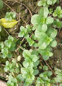 Pilea Creeping Charlie
