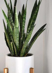 Snake Plant - Easy Care Indoor Plan